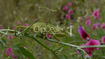 chameleon walking on thin branch