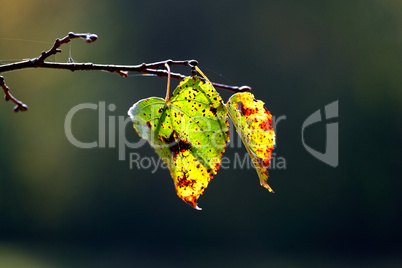 autumn leaves