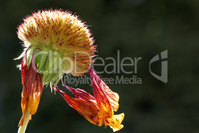 South African Daisy