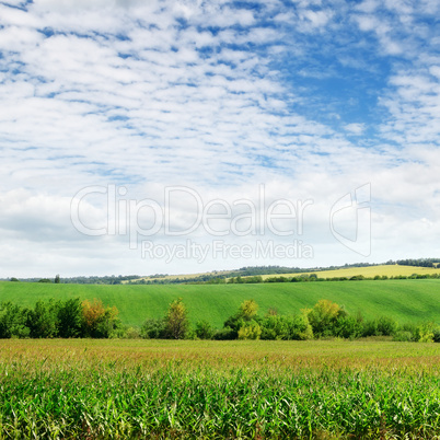 green field and sky with light clouds