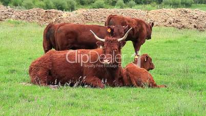 Red and Black Cattle one