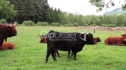Red and Black Cattle one