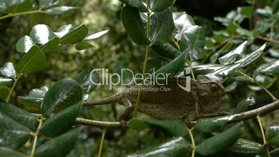 chameleon walking in the rain