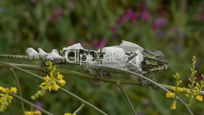 Small chameleon moulting