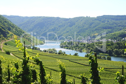 Mosel bei Briedel