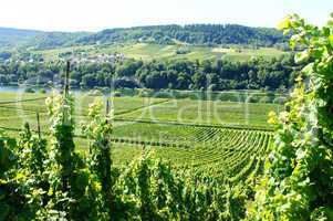 grüne Weinberge an der Mosel