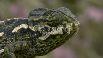 Closeup of head of small chameleon