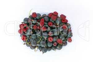 Fruit of Jostaberry