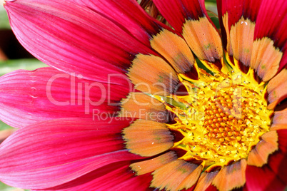 Gazania