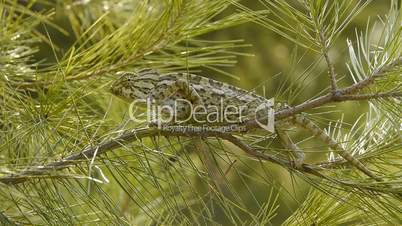 common chameleon in the pine