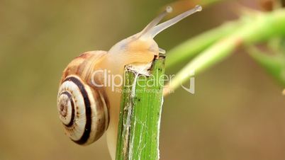 Small snails on the plant stem