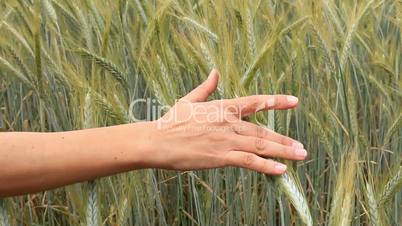 Mature cereal field  with hand