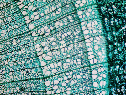 Pine Wood micrograph