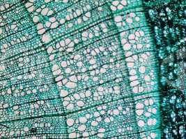 Pine Wood micrograph