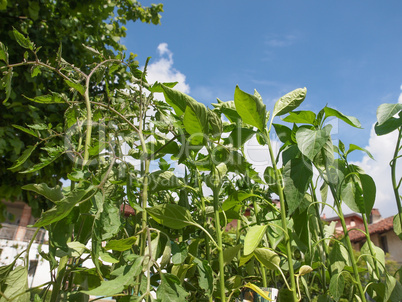 Plug plant