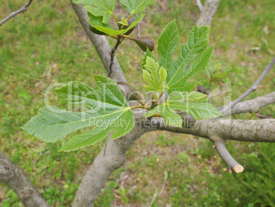 Fig tree leaf