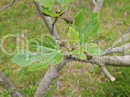 Fig tree leaf
