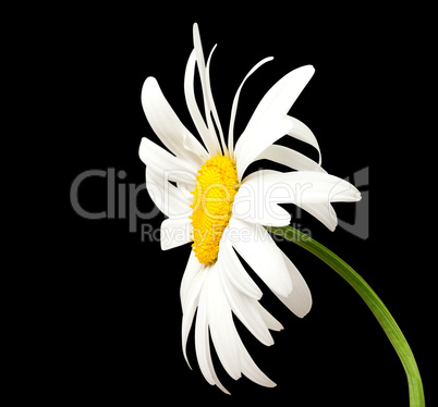 White chamomile on black background