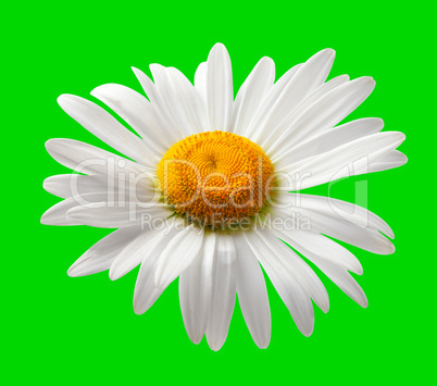 Chamomile isolated on green background