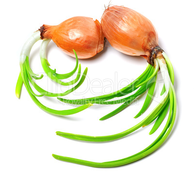 Sprouting onions