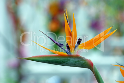 Bird of paradise, flower