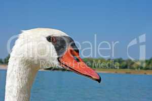 Portrait of a Swan