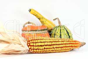 Colorful gourds with maize