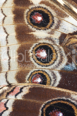 detail of butterfly wings