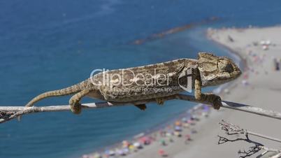 chameleon on branch with beach in the background