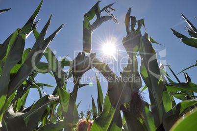 Sonnenstrahlen in einem Maisfeld