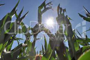 Sonnenstrahlen in einem Maisfeld