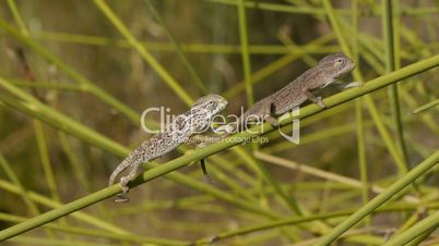 small chameleons