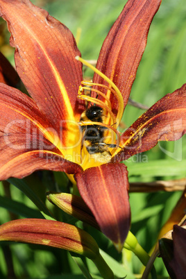 Biene in einer Blume