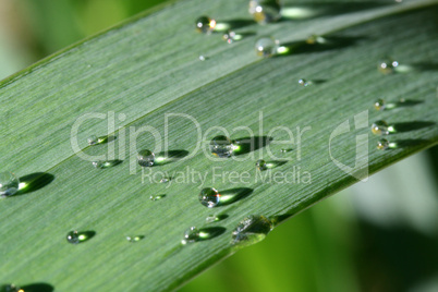 Blatt mit Wassertropfen