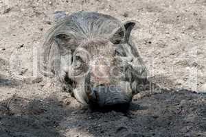 Warzenschwein im Sand