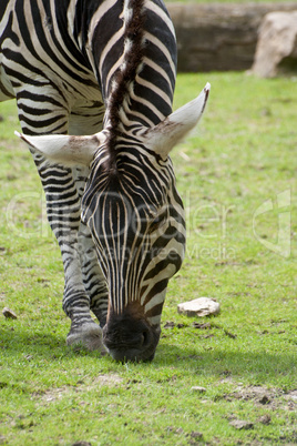 Zebra frisst
