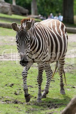 Zebrastute