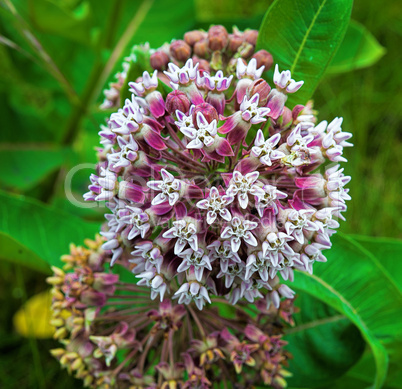 forest flower