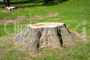 Stumps of trees felled