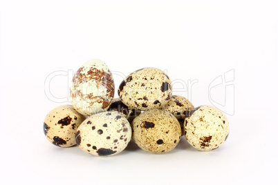 Eggs of japanese quail