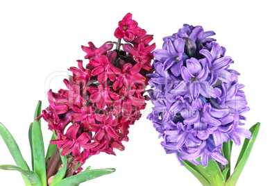 Two hyacinth