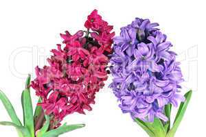 Two hyacinth