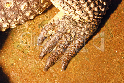 Crocodile leg