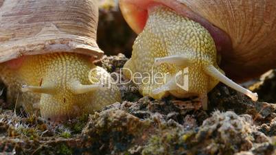 iberus snails alonensis