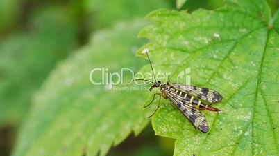 Skorpionsfliege (Panorpidae)