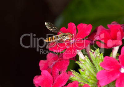 hoverfly