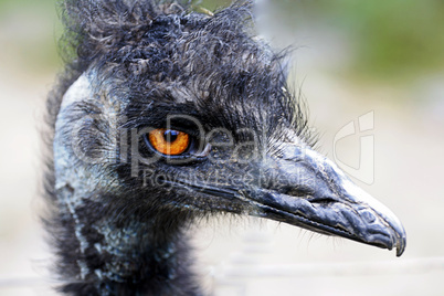 Emu