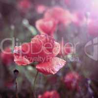 red field poppy flower closeup