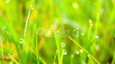 green grass and drops of morning dew