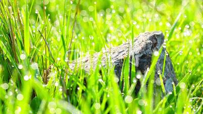 green grass and drops of morning dew